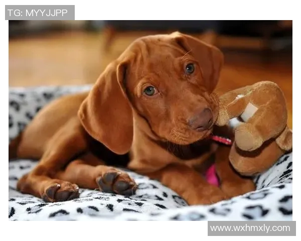 足球明星与爱犬共度闲暇时光精彩视频曝光引发网友热议